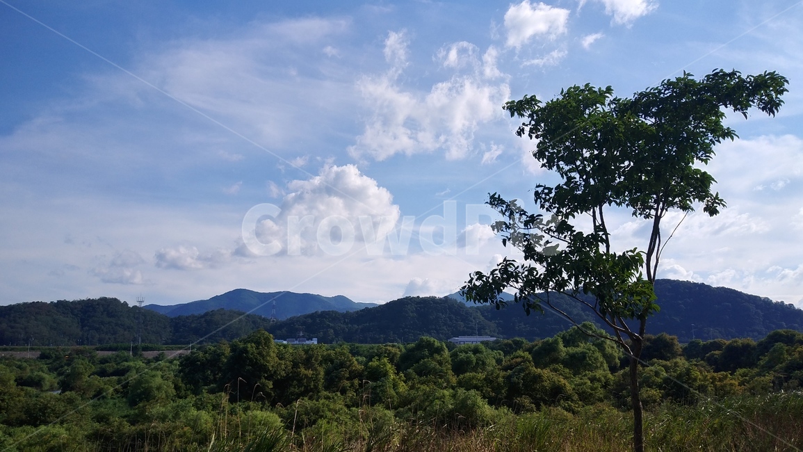 자연,날씨,풍경,nature,weather,구름,나무,배경화면,outdoors,바깥