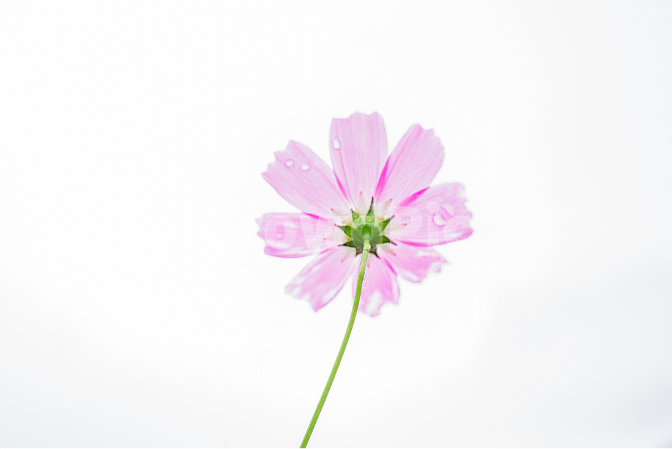 pink,korea,Yellow River Cosmos,flower garden,autumn,cosmos,Cosmos,flower