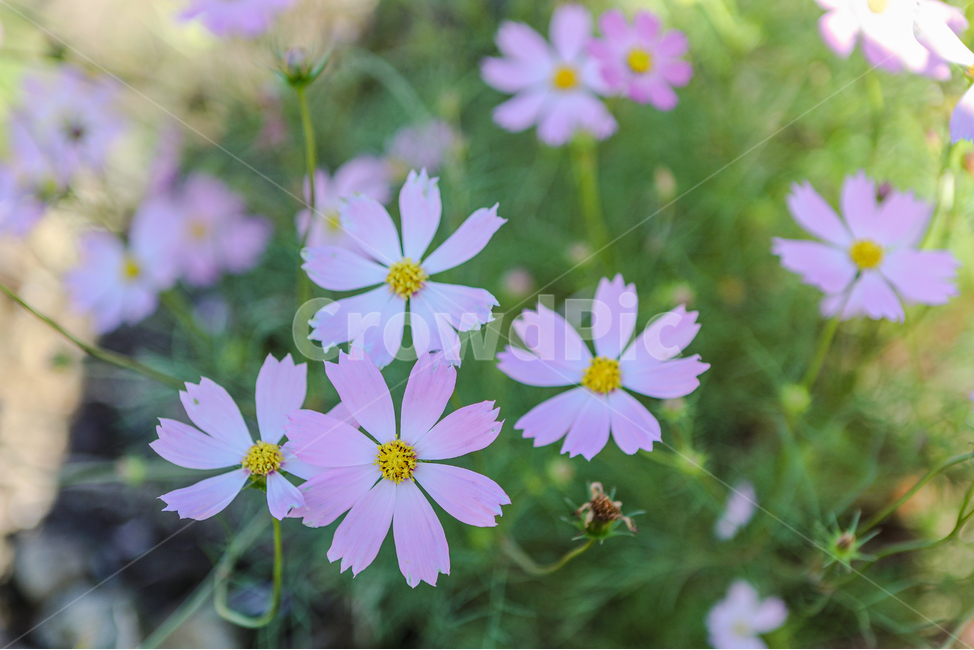 코스모스,꽃,flower,식물,commoncosmos,gardencosmos,식물,자연,plants,nature,꽃,flower