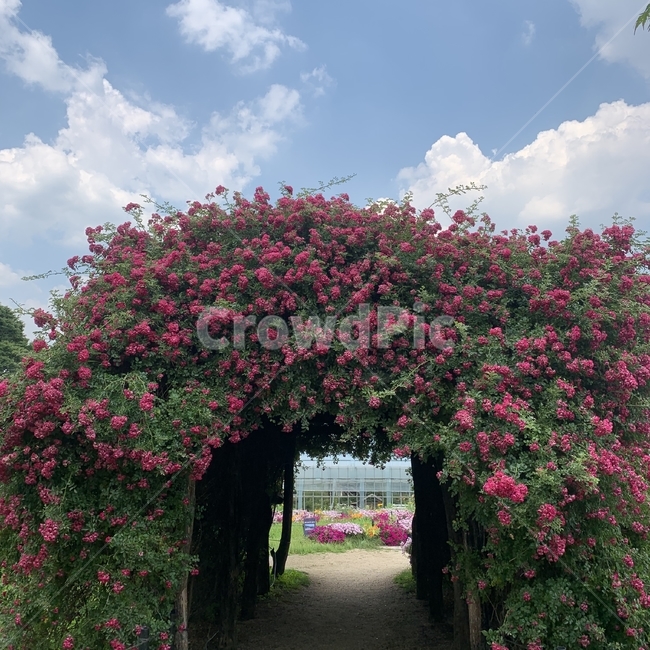 garden,정원,남양주,수목원,꽃,flower,산들소리수목원