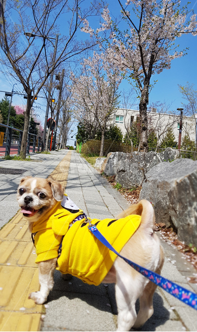 강아지,벚꽃,하늘,시츄,반려견,동물,animal,포유류,mammal,개,강아지,dog,doggy