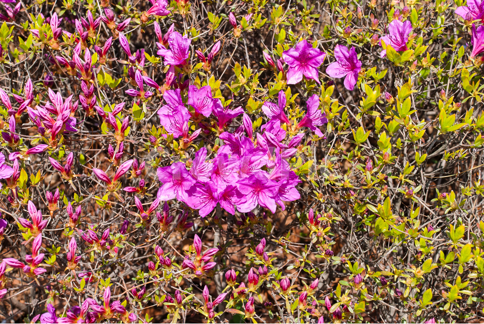 산철쭉,철쭉,봄,꽃,생화,공원,식물,조경,분홍,spring,season,flowe,만개,만발,자연,향기,아름다운,화사한,나뭇가지,봄꽃,돌,봄,계절,spring,season,식물,자연,plants,nature,꽃,flower,blossom,geranium,제라늄,plant,petal,꽃잎