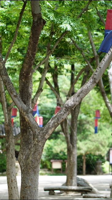 민속촌,한국,문화,추억,풍속,식물,자연,plants,nature,나무,trees,wood