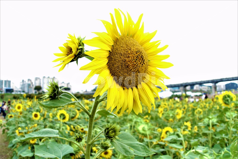 공주,백제문화제,해바라기,아웃포커싱,풍경,배경,가을,sunflower,사진,일상,식물,자연,plants,nature,꽃,flower