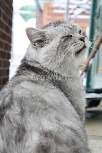 숫컷의냄세,고양이,반려동물,치칠라혼혈,귀찮음,동물,animal,포유류,mammal,고양이,cat,kitten,kitty
