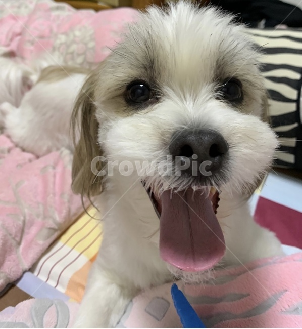 강아지,애완견,반려견,멍멍이,개,동물,animal,포유류,mammal,개,강아지,dog,doggy