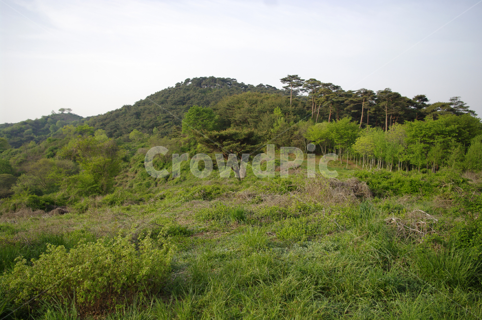 산,풍경,나무,풀,식물,자연,풍경,nature,landscape,outdoors,옥외,field,들,grassland,목초지