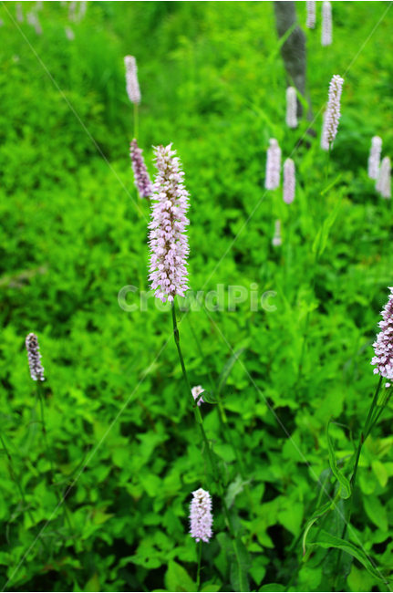 식물,꽃,flower,color,자연,nature,초록,식물,자연,plants,nature,꽃,flower
