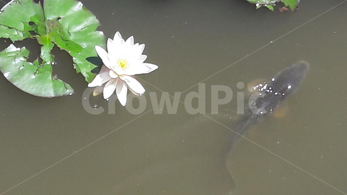 꽃,연꽃,연잎,잉어,물,식물,자연,plants,nature,꽃,flower,동물,animal,어류,물고기,fish
