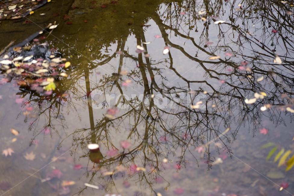 낙엽,반영,단풍,가을,만추,쓸쓸함,가을,계절,fall,autumn,season