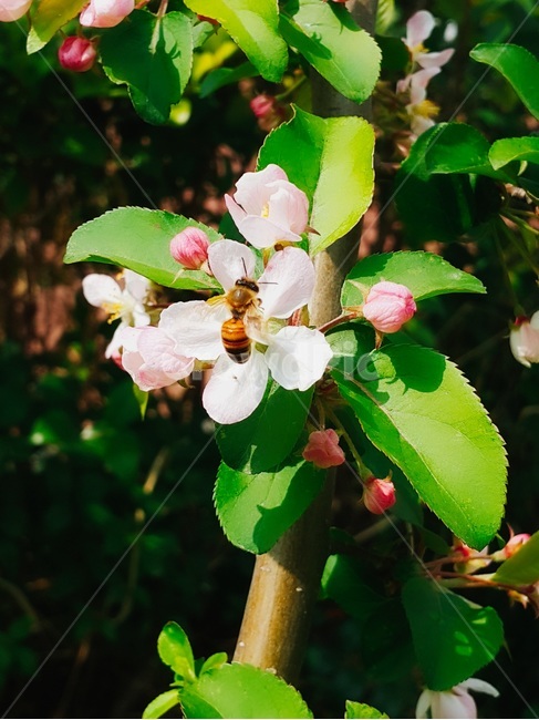 봄꽃,복숭아꽃,벌,자연,꽃배경