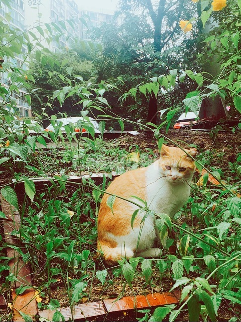 고양이,길고양이,길냥이,치즈,치즈태비,풀,풀숲,동물,cat,animal,냥이,냥냥이,야옹이,귀여움