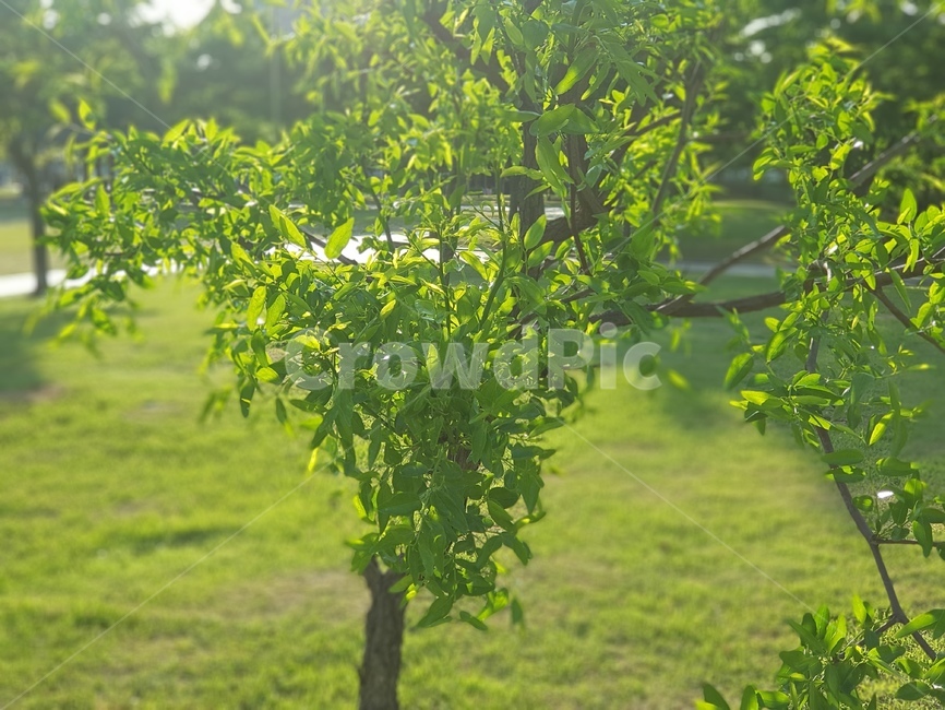 나무,여름,tree,초록,빛,green,light,summer,감성,자연,nature,plants,식물,싱그러움
