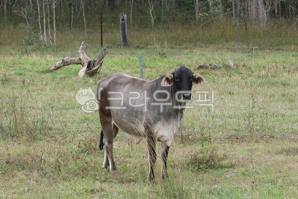 cow, 소, mammal, 포유류, cattle, 사진,이미지,일러스트,캘리그라피 - Neuna12작가
