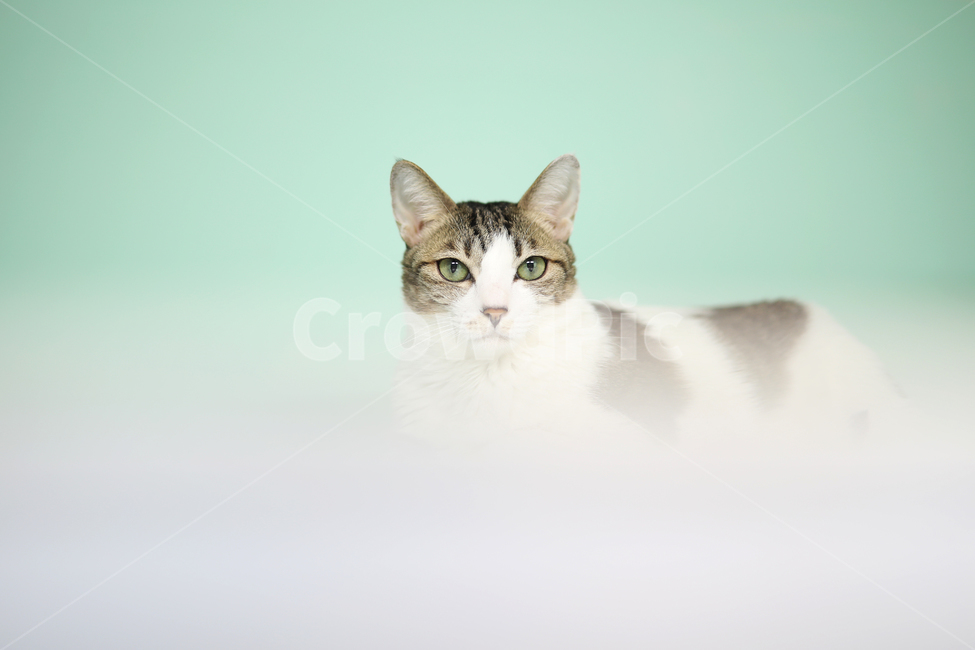 고양이,코리안숏헤어,코숏,얼룩고양이,집고양이,민트,반려묘,반려동물,동물,cat,동물,animal,포유류,mammal,고양이,cat,kitten,kitty