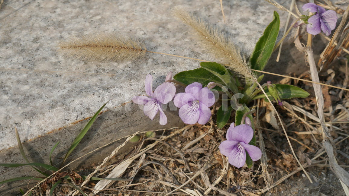 plant,식물,꽃,제라늄,flower