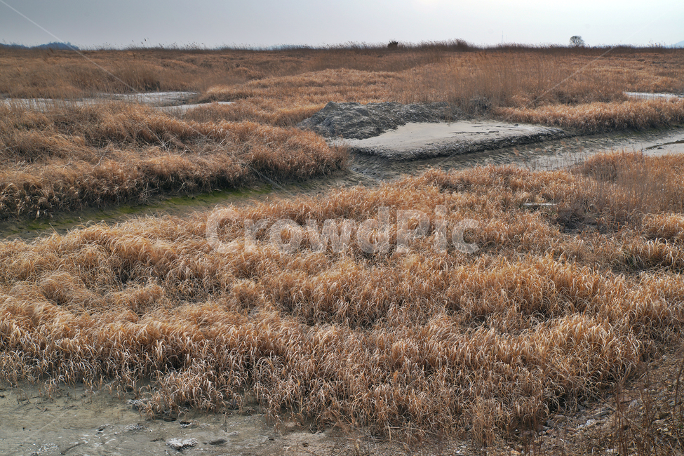 우음도,초원,갈대,시화호,화성시,간척지,갯벌,자연,풍경,nature,landscape