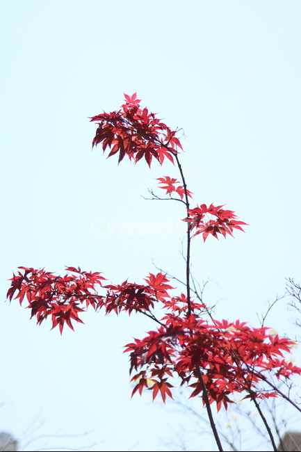 홍단풍,자주,구름,봄,파랑,가을,계절,fall,autumn,season,식물,자연,plants,nature,나무,trees,wood,leaf,잎,plant,tree,maple,단풍