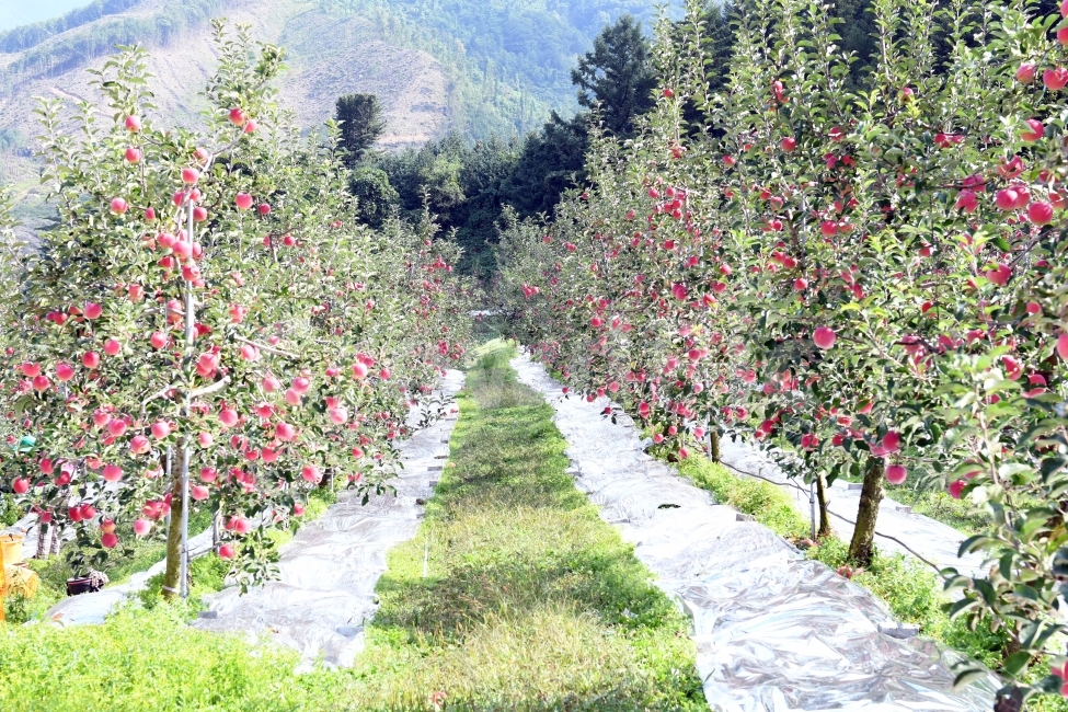 사과,과수원,가을,수확,천고마비,사과밭,시골,식물,과일,자연,풍경,nature,landscape,음식,식재료,요리,food,cook,meal,dishes,food reserves,과일,열매,fruit,감성,sensible,feeling,산업,industry,industrial,농업,농사,agriculture,farming,farming industry