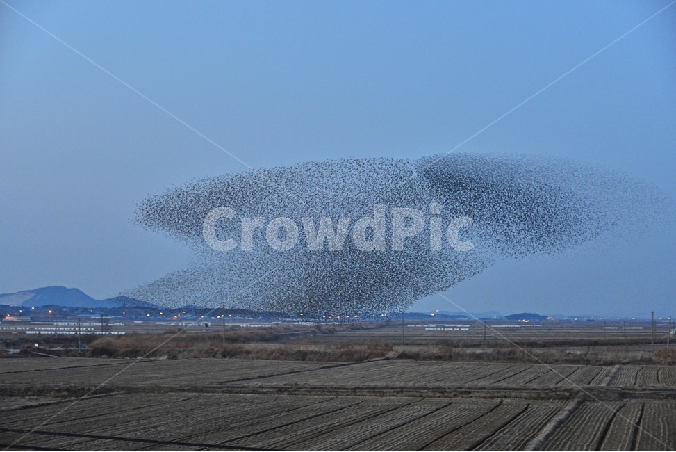 nature,자연,outdoors,옥외,animal,동물,flock,대군,고창,동림지,가창오리,가창오리군무,군무,농경지,농업,농사,경작,자연,풍경,nature,landscape