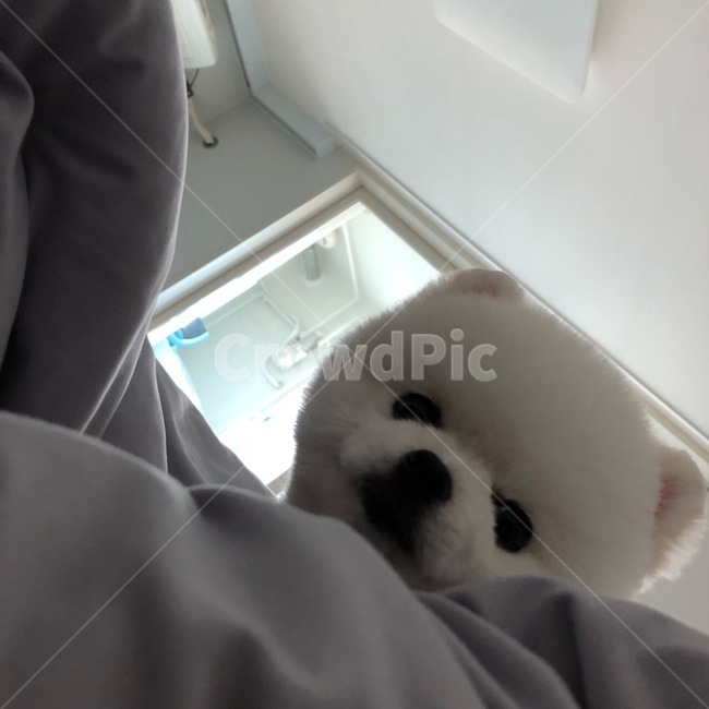 강아지,포메라니안,화이트포메라니안,일상,포메,개,dog