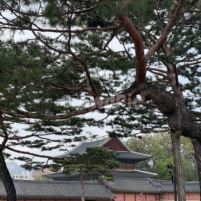 나무,구름,하늘,한옥,전통