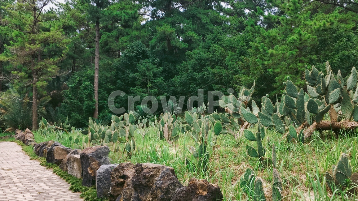 야자수,선인장,돌,산책길,나무,공원,푸른나무,초록색,coconutpalm,cactus,park,green