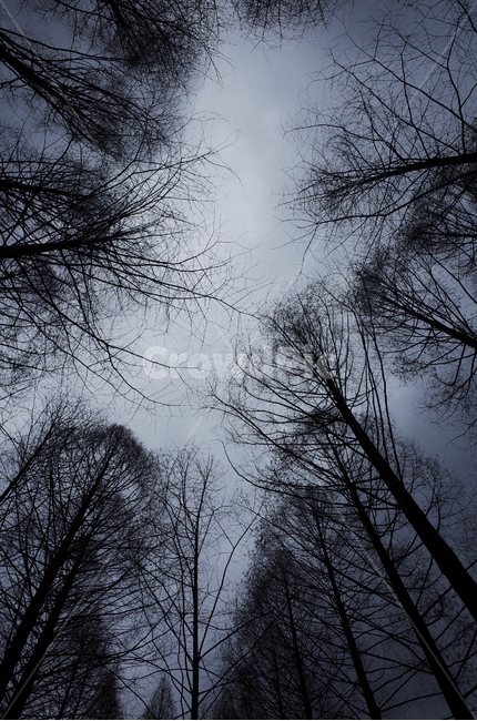 tree,나무,plant,식물,silhouette,실루엣,나뭇가지,branch