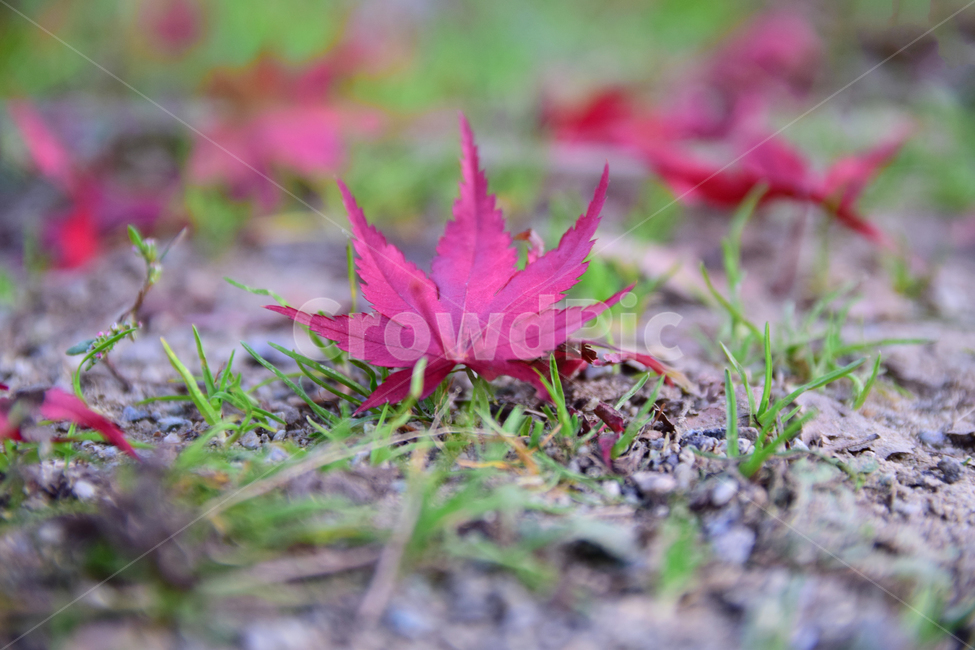 단풍,나뭇잎,적단풍,단풍잎,땅,흙,잎,가을,maple,leaf,leaves,autumn,land,가을,계절,fall,autumn,season,plant,식물,tree,나무