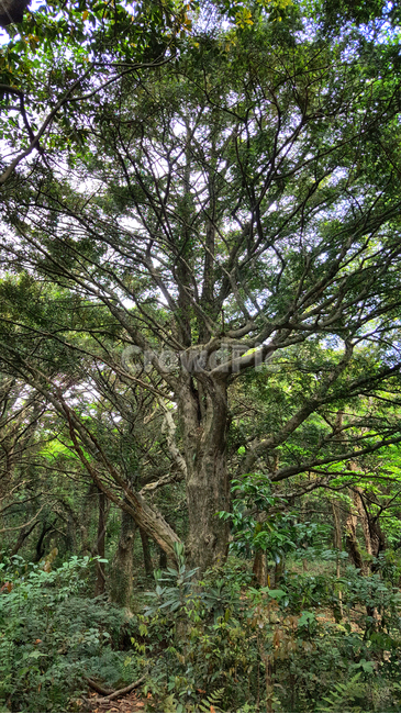 비자림,나무,tree,plant,식물,자연,숲,숲길,자연,풍경,nature,landscape,식물,plants,나무,trees,wood