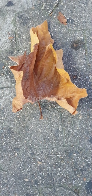 갈색,brown,도로,road,나뭇잎