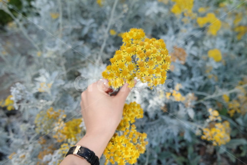 꽃,자연,바위,노란색,손,시계,손목,여자손,flower,flowers,감성사진