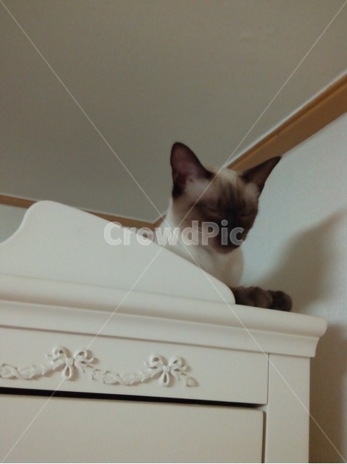 여자고양이,우리집고양이,고양이,샴고양이,동물,동물,animal,포유류,mammal,고양이,cat,kitten,kitty