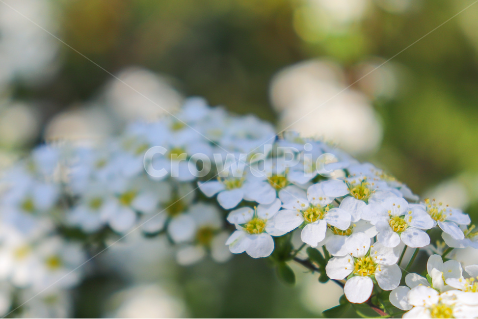 꽃,flowers,식물,꽃나무,geranium,flower,제라늄,plant,나무,tree,봄,spring,weather