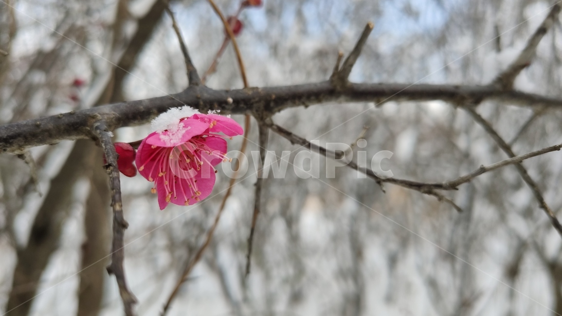 홍매화,매화,매화꽃,붉은매화꽃,홍매,자장매,설중매,plant,식물,flower,blossom,꽃,식물,자연,plants,nature,꽃,flower