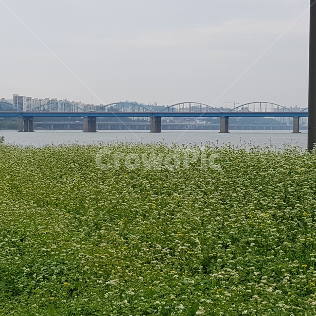 한강,메밀밭,식물,풍경,도시,도시,풍경,city,landscape