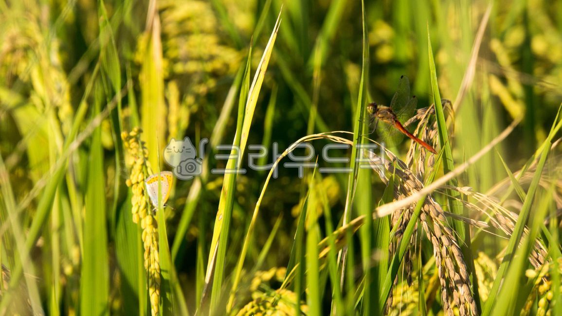 food chain,Dragonfly,prey,predator,countryside,rural area,rice,paddy field,hell,harvesting,butterfly,ear,insect,autumn,hunting,paddy
