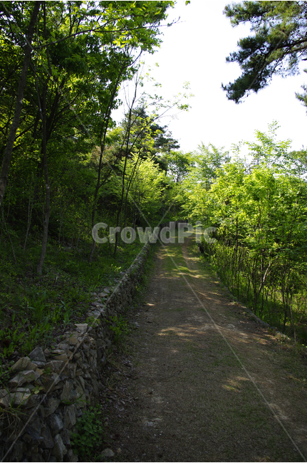 길,숲길,나무,수목원,자연,숲,풍경,흙길,자연,풍경,nature,landscape,road,도로,gravel,자갈,dirt road