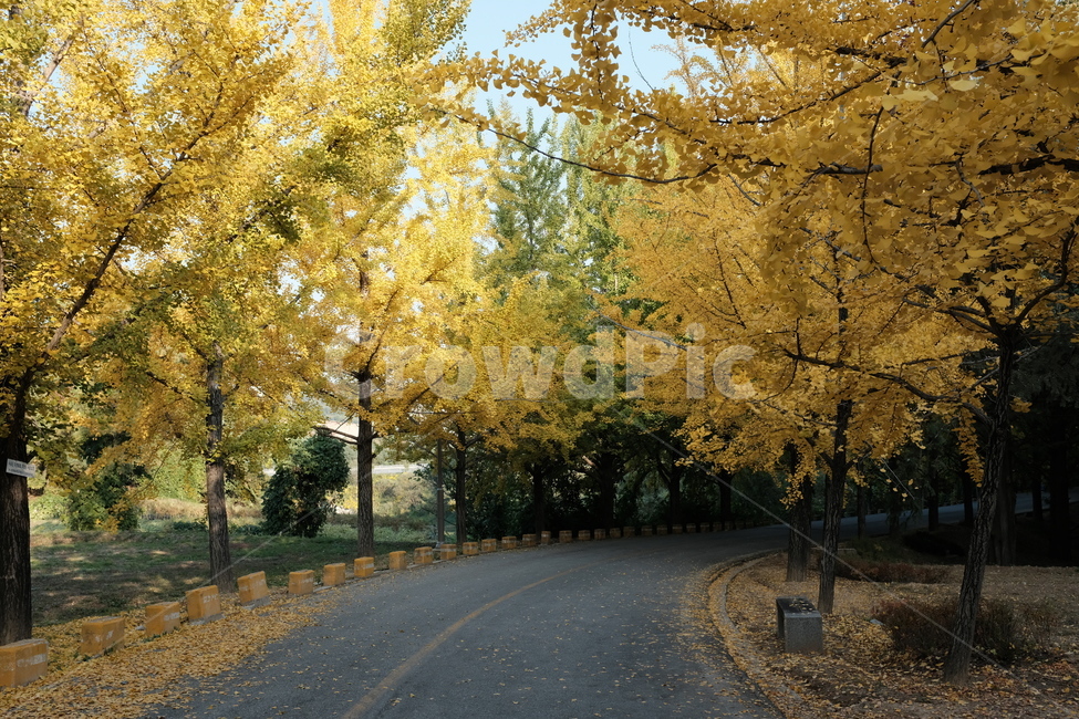 은행,은행나무,가을,노란색,autumn,yellow,gingko,도로,감성,경치,landscape,풍경,가을,계절,fall,autumn,season,자연,풍경,nature,landscape,asphalt,아스팔트,tree,나무,plant,식물,road