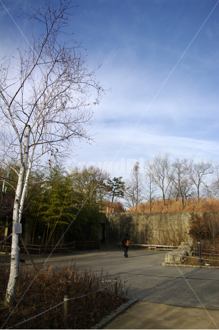 겨울,나무,공원,식물,plant,자작나무,하늘,구름,자연,풍경,nature,landscape,tree