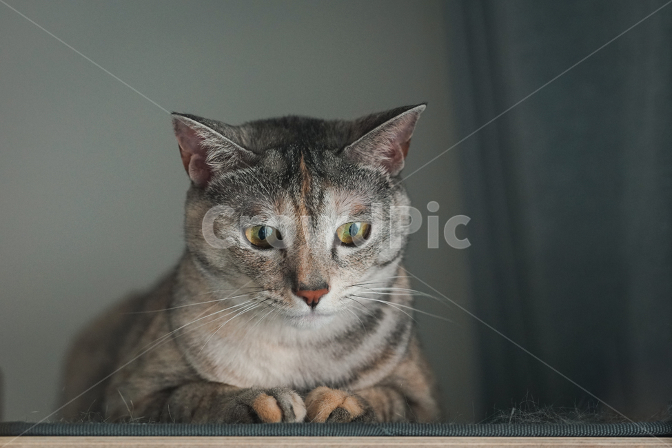 고양이,우울,소심,표정,기분,코리안숏헤어,코숏,반려동물,동물,냥,냥이,괭,냐옹,애완동물,새끼,kitten,집사,cat,pet,animals,포유류,애묘,묘,반려묘,냥무룩,시무룩,동물,animal,포유류,mammal,고양이,cat,kitten,kitty