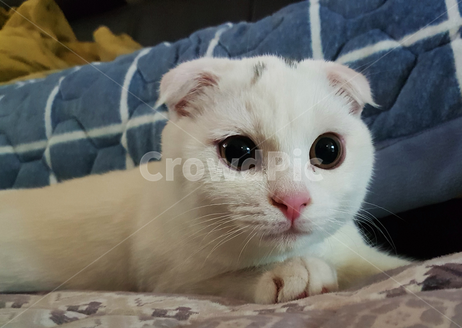 고양이,동물,스코티시폴드,폴드,스코티시,동물,animal,포유류,mammal,고양이,cat,kitten,kitty