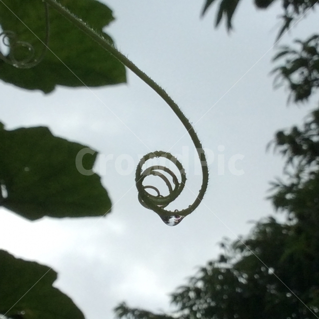 덩굴,호박,식물,자연,여름,식물,자연,plants,nature