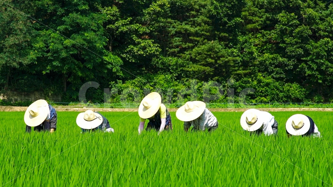 품앗이,협력,논밭,벼,벼농사,푸른벼잎,농촌,시골마을,푸른논밭,벼잎,여름,풍년,맑은날씨,무더위,쌀농사,쌀,논농사,밭농사,모내기,무기농,자연농,농사,농부,귀촌,시골,자연풍경,시골풍경,친환경,벼베기,물빼기,식물,논두렁,논길,협업,협동작업,밀짚모자,여름,계절,summer,season,시골,마을,풍경,landscape,country,rural,town,사람,인물,인간,human,person,산업,industry,industrial,농업,농사,agriculture,farming,farming industry,outdoors,옥외,vegetation,초목,plant,nature,자연,field,들,grassland,목초지