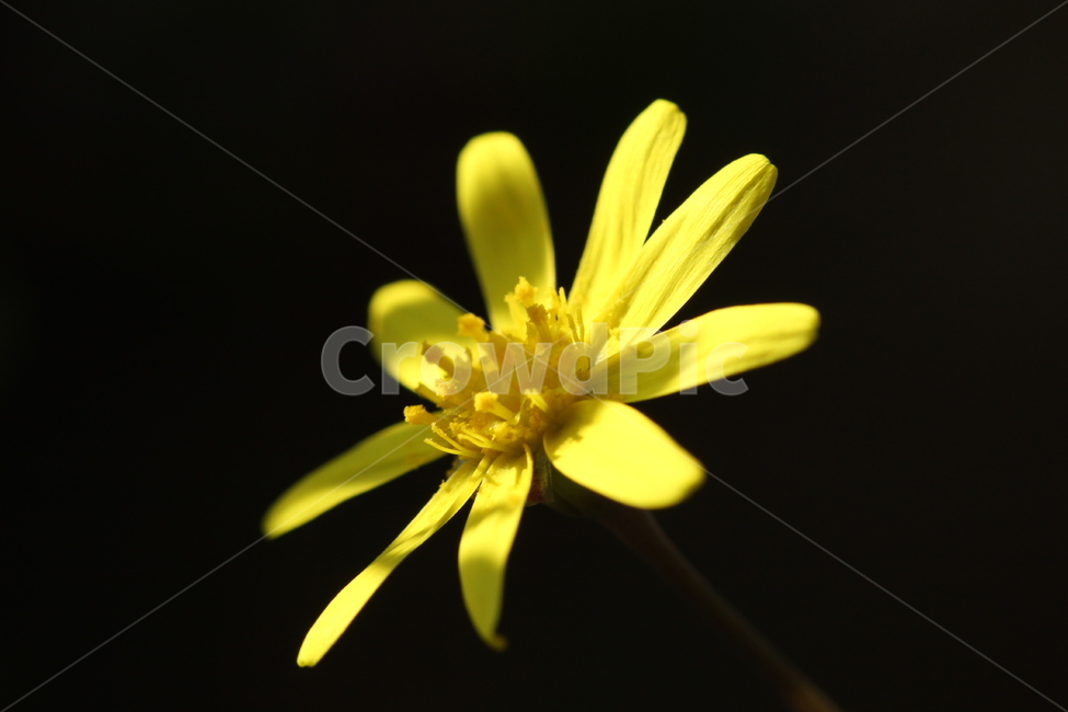 봄,꽃,노랑,spring,flower,yellow,식물,자연,plants,nature,꽃,flower