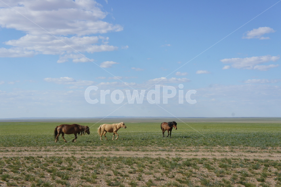 mongolia,sky,horse,몽골,말,하늘,초원,풍경,구름