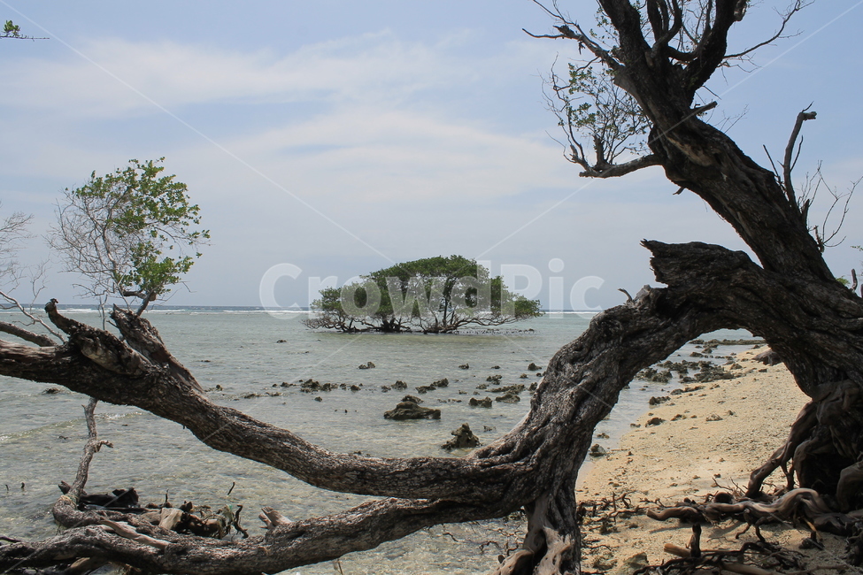 인도네시아,길리,해변,나무,나무해변,indonesia,gili,beach,beachandtree,vacation,nature,sea,고즈넉