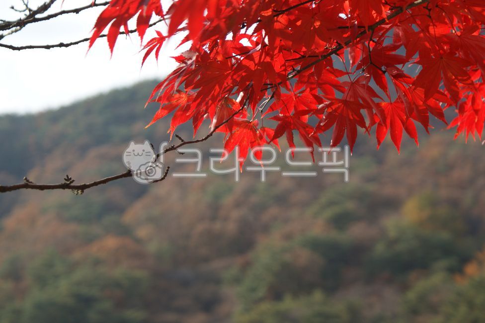 단풍, 단풍잎, 단풍나무, 잎, 나무, 사진,이미지,일러스트,캘리그라피 - 횽횽작가
