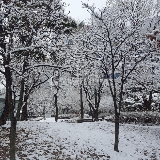 눈,겨울,겨울거리,백지,앙상한나무,낭만적인,추위,12월,겨울,계절,winter,season,자연,풍경,nature,landscape,outdoors,옥외