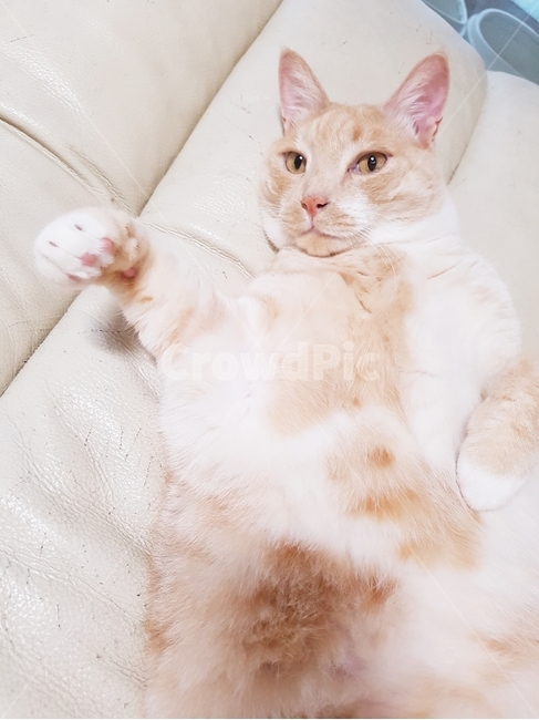 동물,고양이,코리안숏헤어,냐옹이,코숏,동물,animal,포유류,mammal,고양이,cat,kitten,kitty